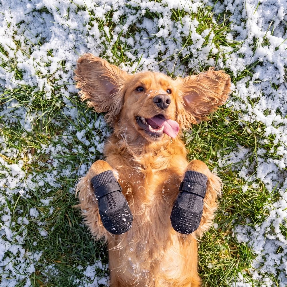 Chaussures d'Hiver Antidérapantes pour Chien