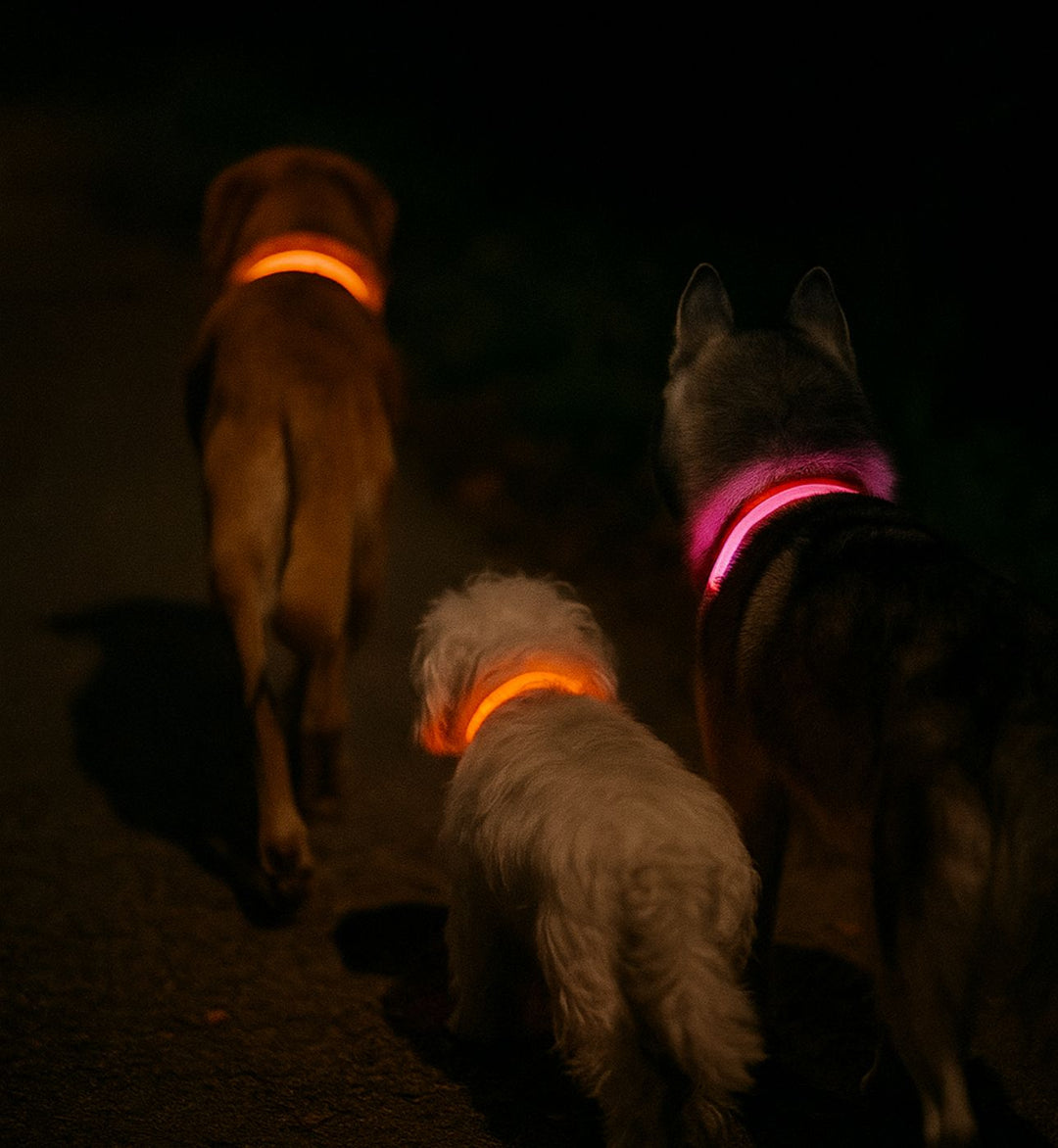 Collier LED pour chien — Visibilité 360° — Visibilité Nocturne | PatteFidèle