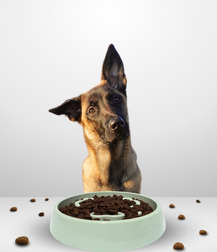 Gamelle Anti-Glouton