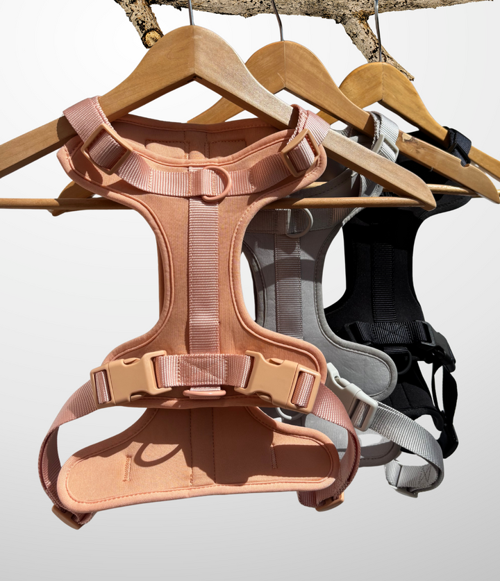 Ensemble Laisse - Harnais - Collier - Distributeur de sac a crottes