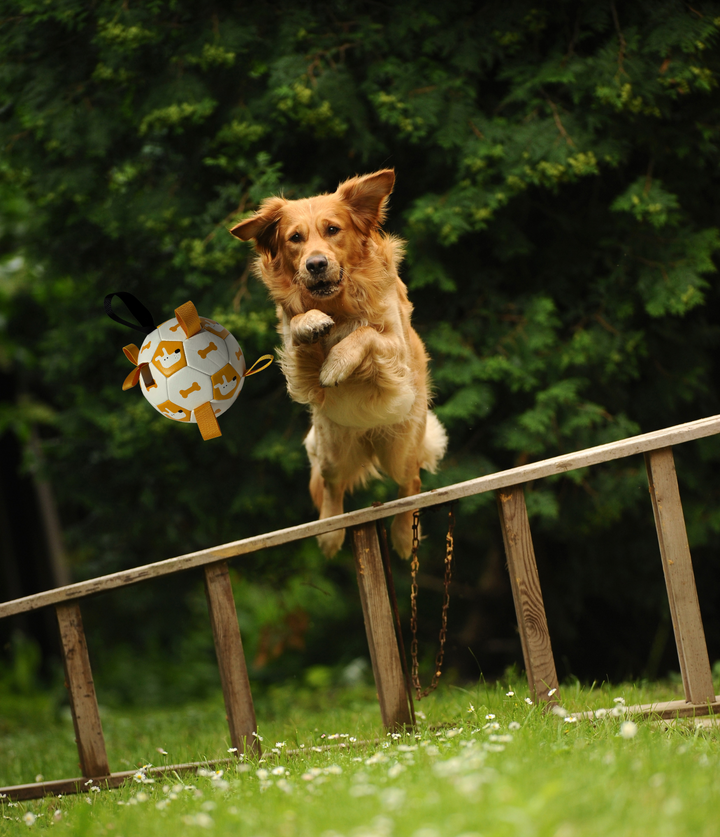 Ballon de foot interactif pour chien