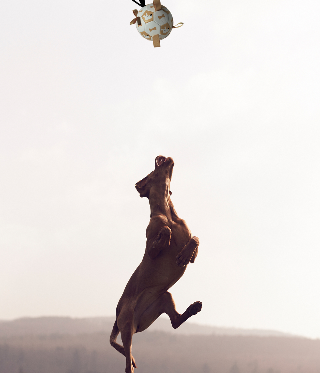 Ballon de foot interactif pour chien
