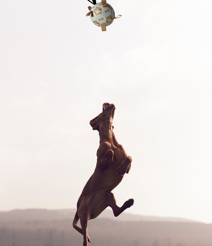 Ballon de foot interactif pour chien