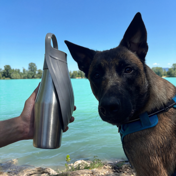 Gourde Isotherme pour Chien – 750ml
