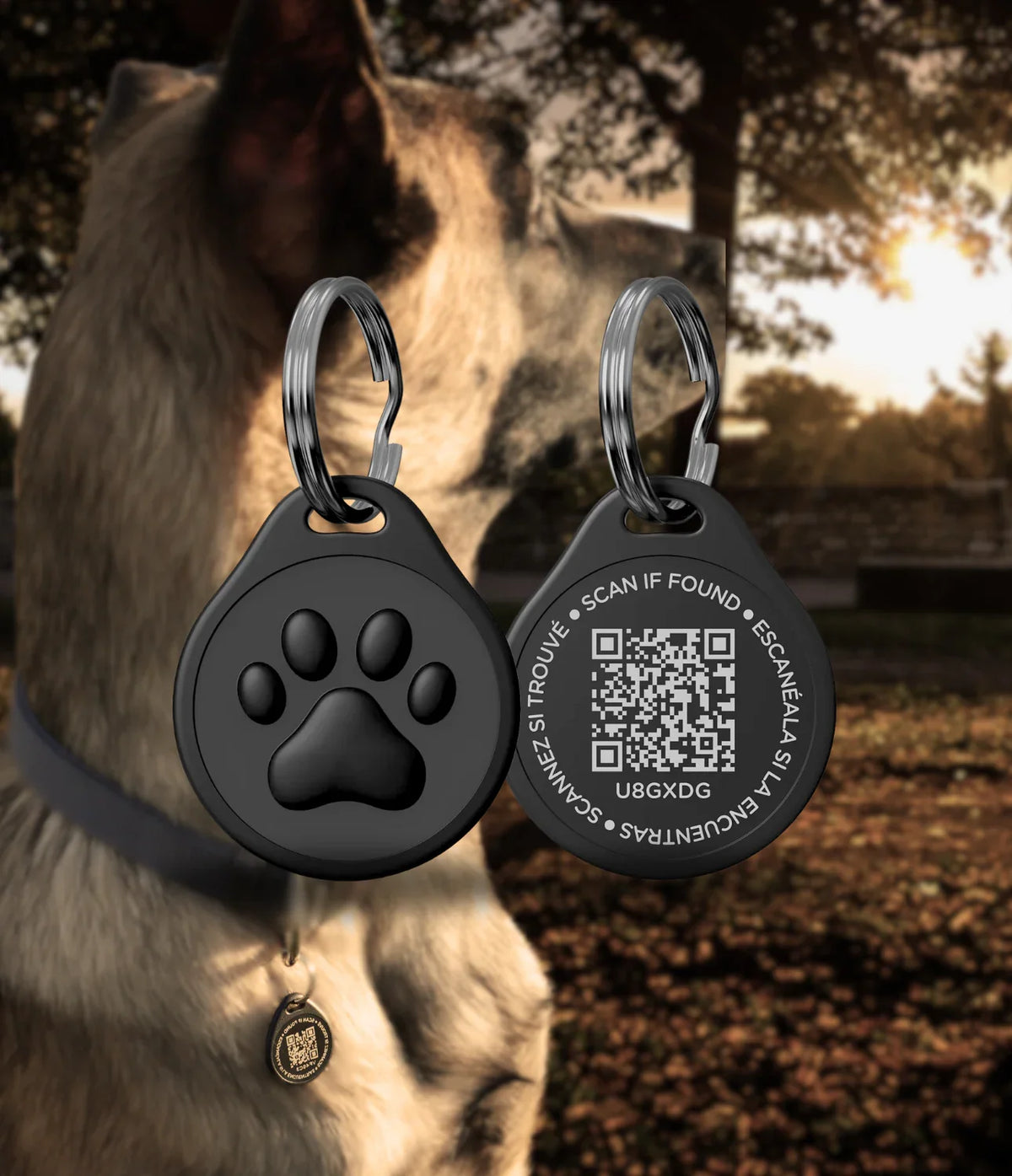 QR DOG 
