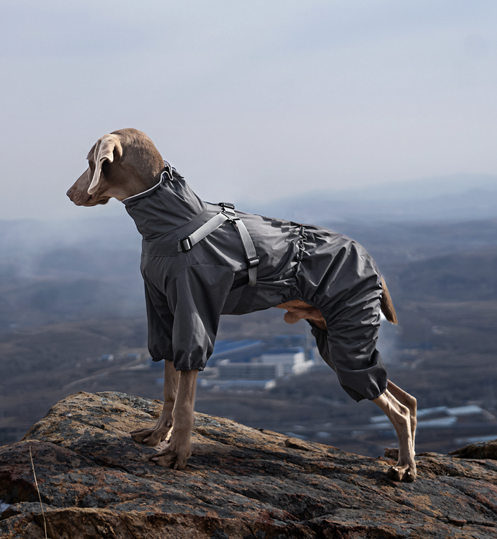 Manteau imperméable pour chien  — PatteFidèle