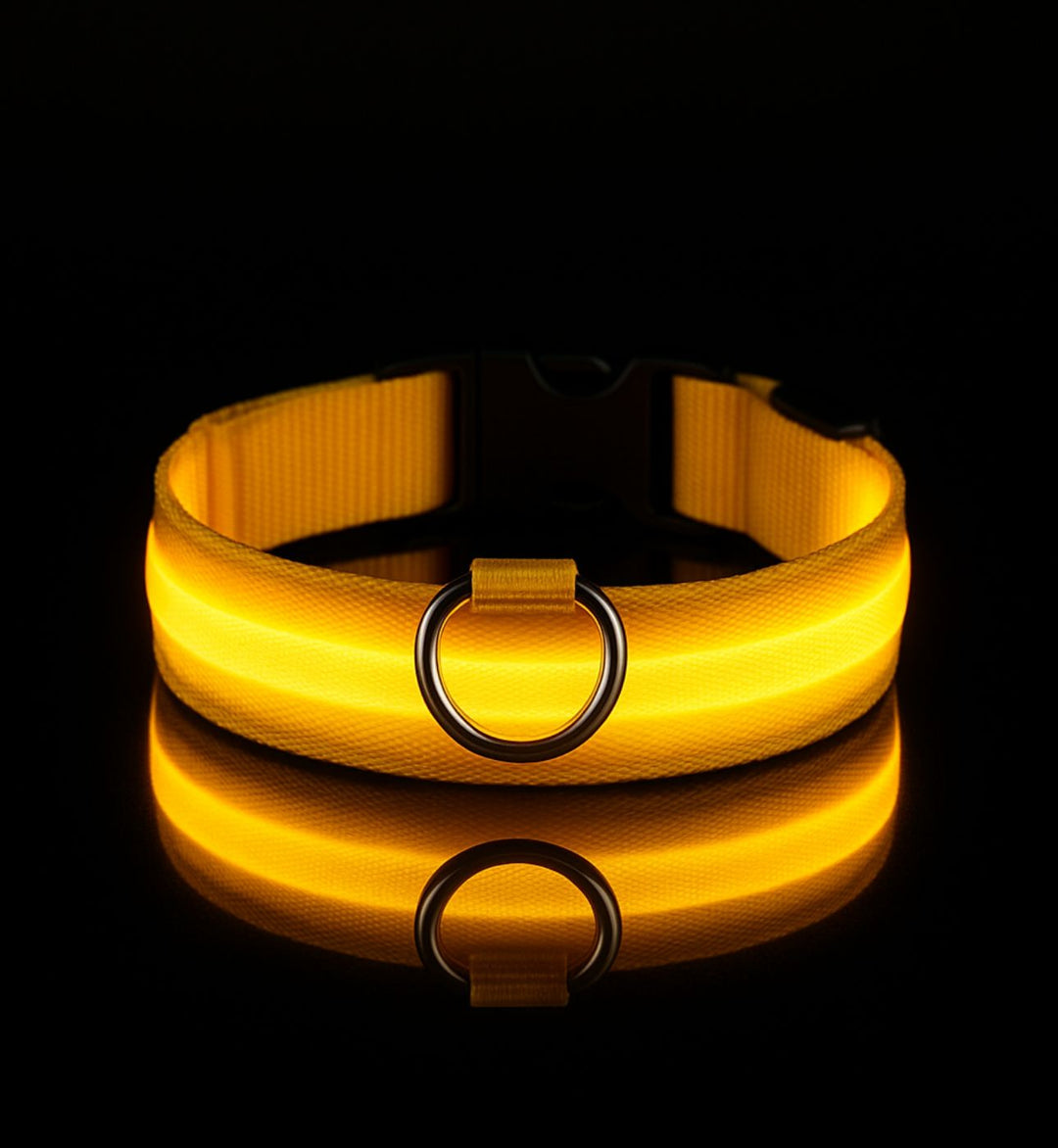 Collier LED pour chien — Visibilité 360° — Visibilité Nocturne | PatteFidèle