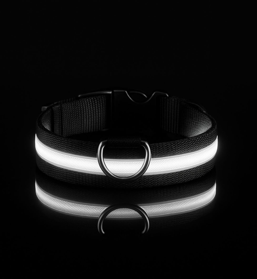 Collier LED pour chien — Visibilité 360° — Visibilité Nocturne | PatteFidèle