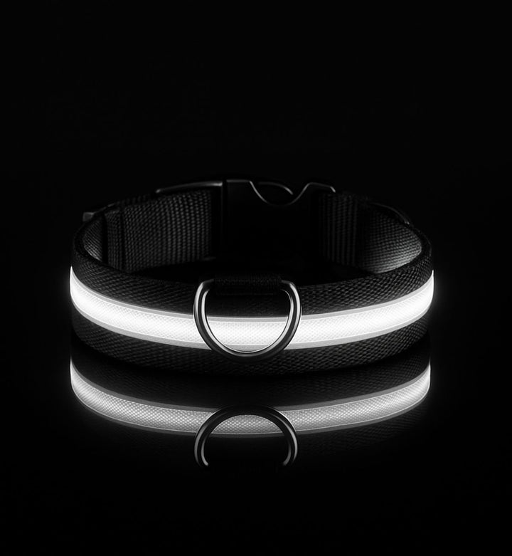Collier LED pour chien — Visibilité 360° — Visibilité Nocturne | PatteFidèle