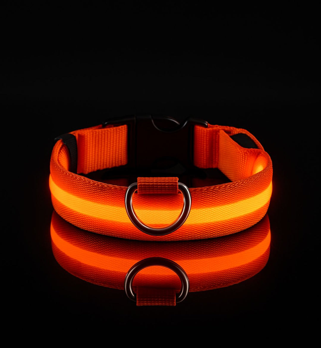 Collier LED pour chien — Visibilité 360° — Visibilité Nocturne | PatteFidèle