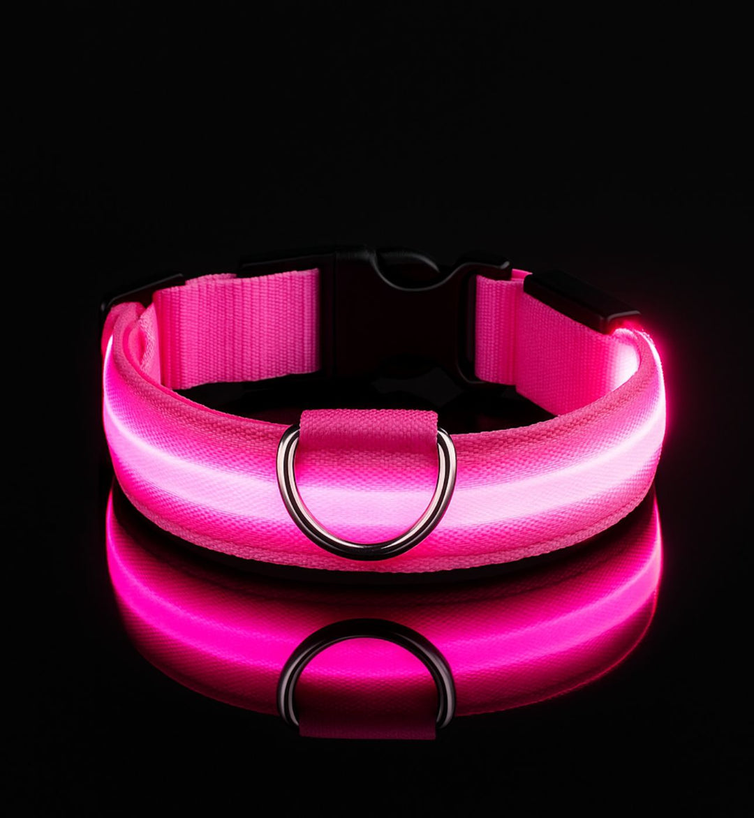 Collier LED pour chien — Visibilité 360° — Visibilité Nocturne | PatteFidèle