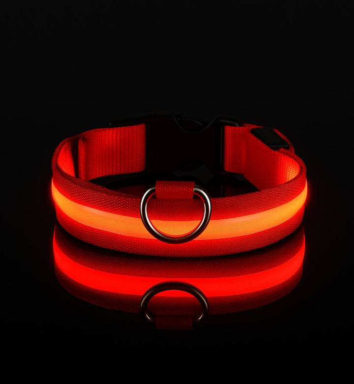 Collier LED pour chien — Visibilité 360° — Visibilité Nocturne | PatteFidèle