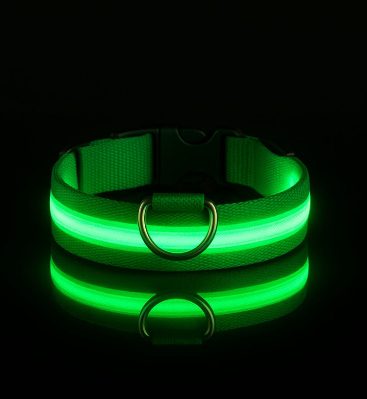 Collier LED pour chien — Visibilité 360° — Visibilité Nocturne | PatteFidèle