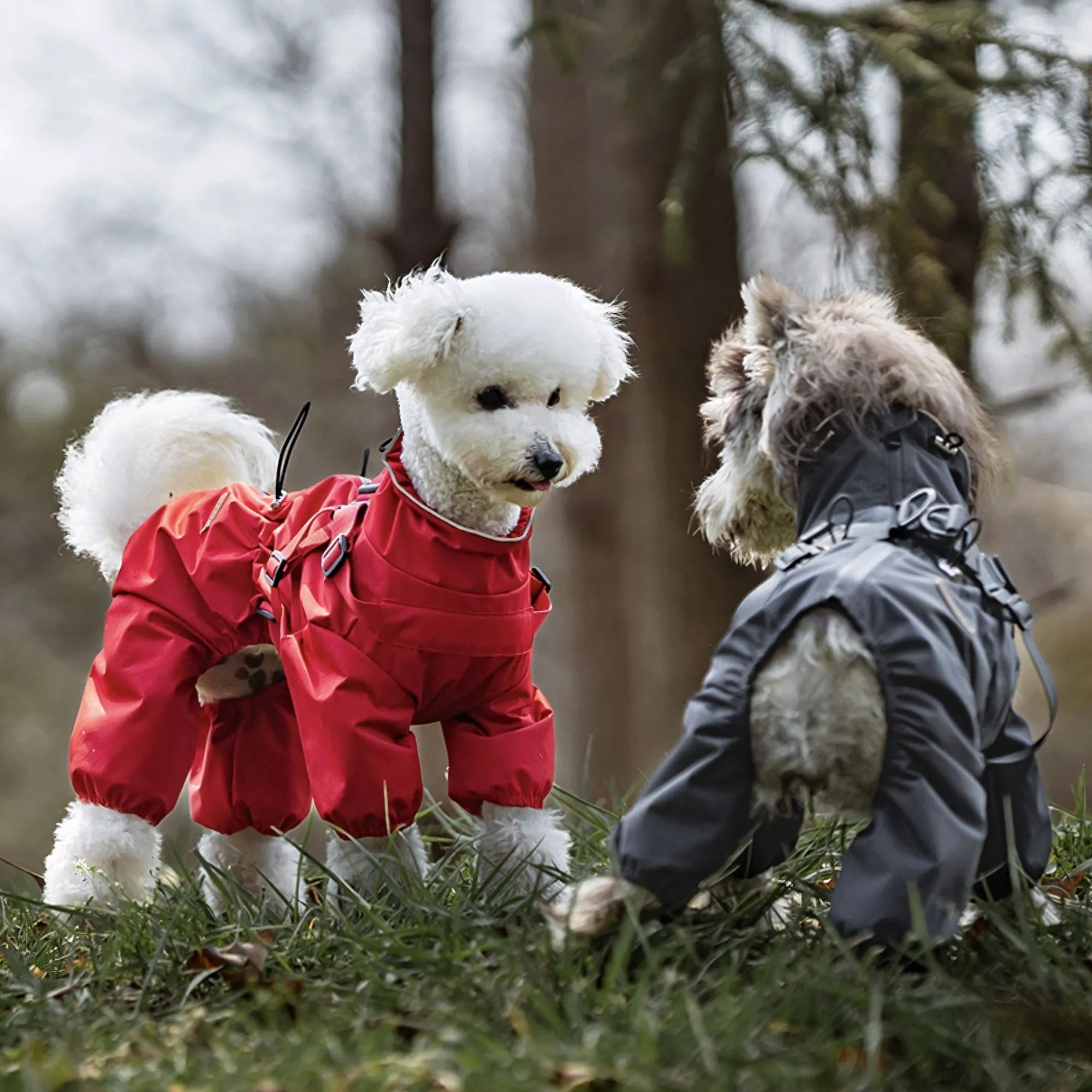Un petit chien blanc en rouge et un chiot type Husky en gris, illustrant les différentes tailles de la combinaison de pluie intégrale.
