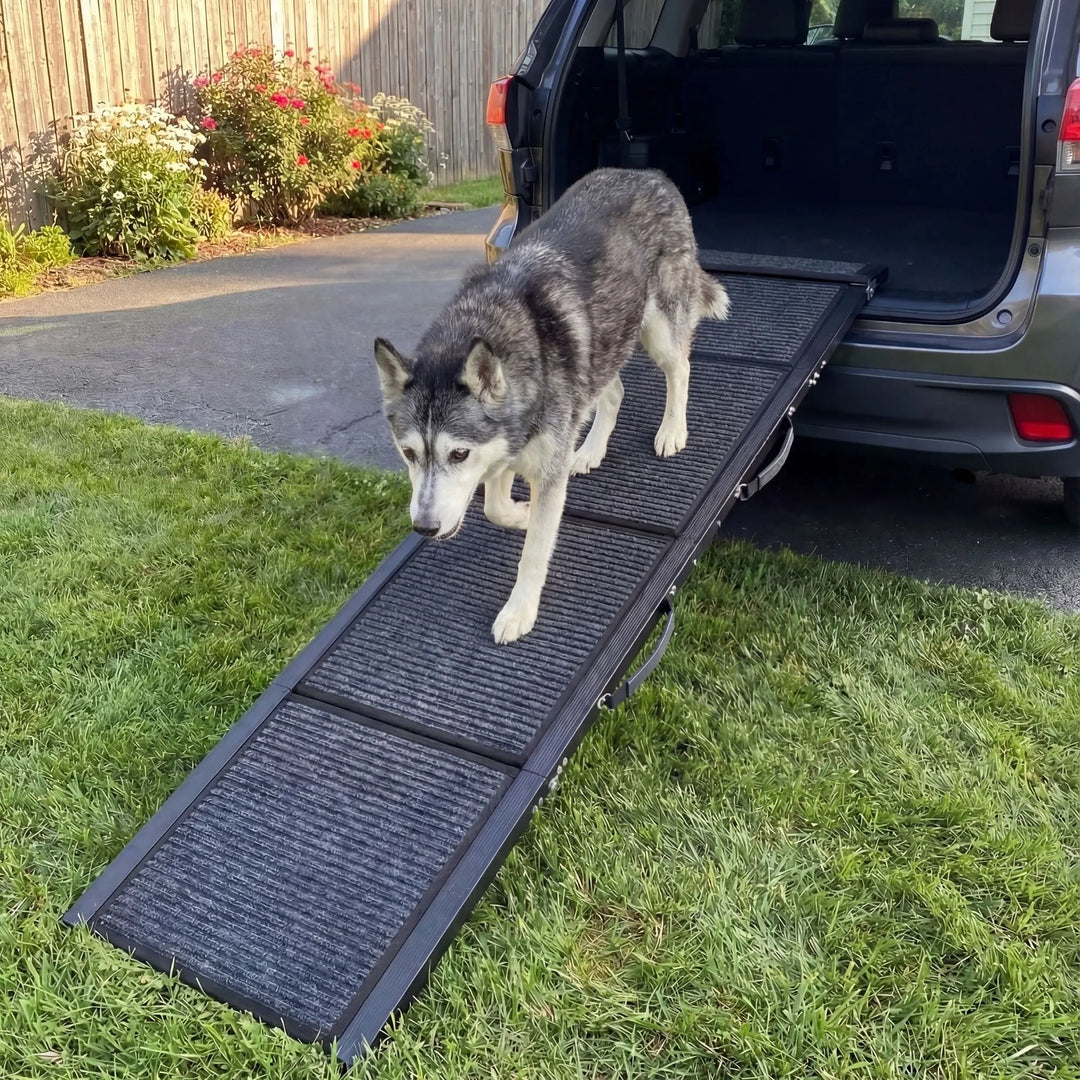 Grand chien utilisant l'escalier d'accès voiture en milieu urbain. Structure stable.