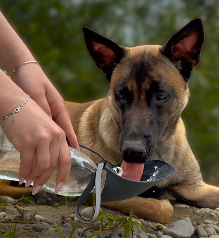 gourde pour chien noire 580 ml, bol intégré, chien en train de boire