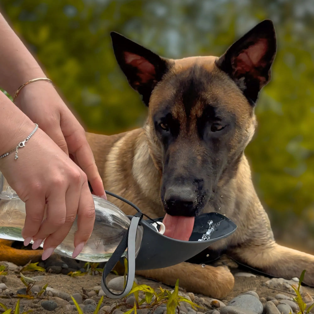 gourde pour chien noire 580 ml, bol intégré, chien en train de boire