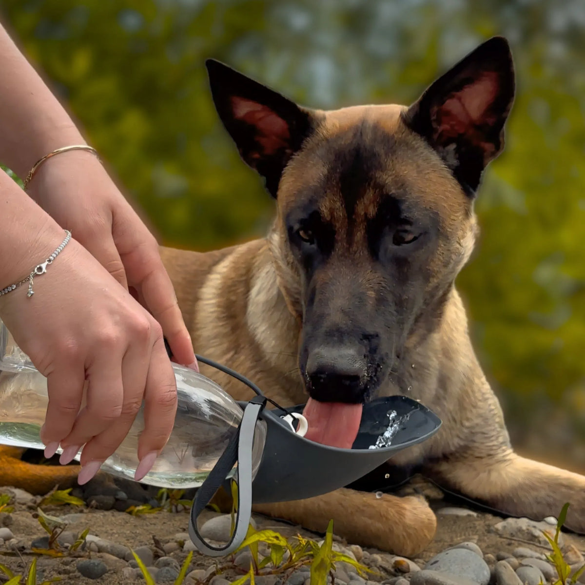 gourde pour chien noire 580 ml, bol intégré, chien en train de boire