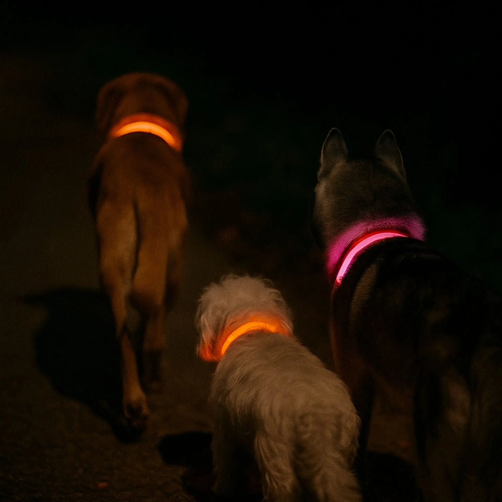 Trois chiens de tailles variées vus de dos lors d'une promenade nocturne, éclairés par leurs colliers lumineux orange et rouge.