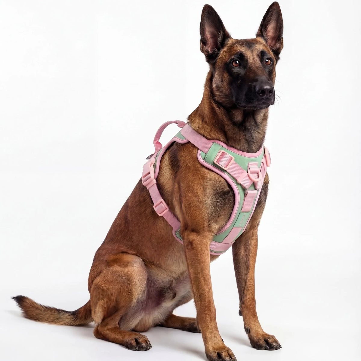 Harnais bicolore rose et vert pour chien femelle. Style tendance et fermetures solides.
