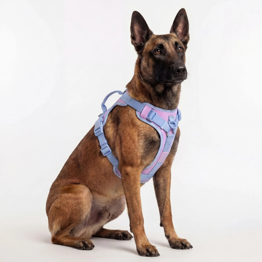 Harnais bleu ciel pour chien mâle. Système anti-étranglement et attaches sécurisées.