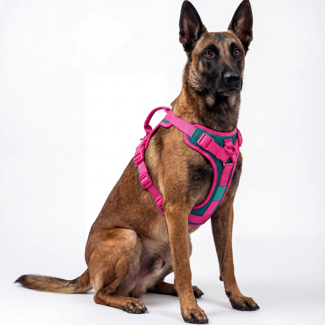 Harnais rose vif pour chienne. Haute visibilité et confort optimal.