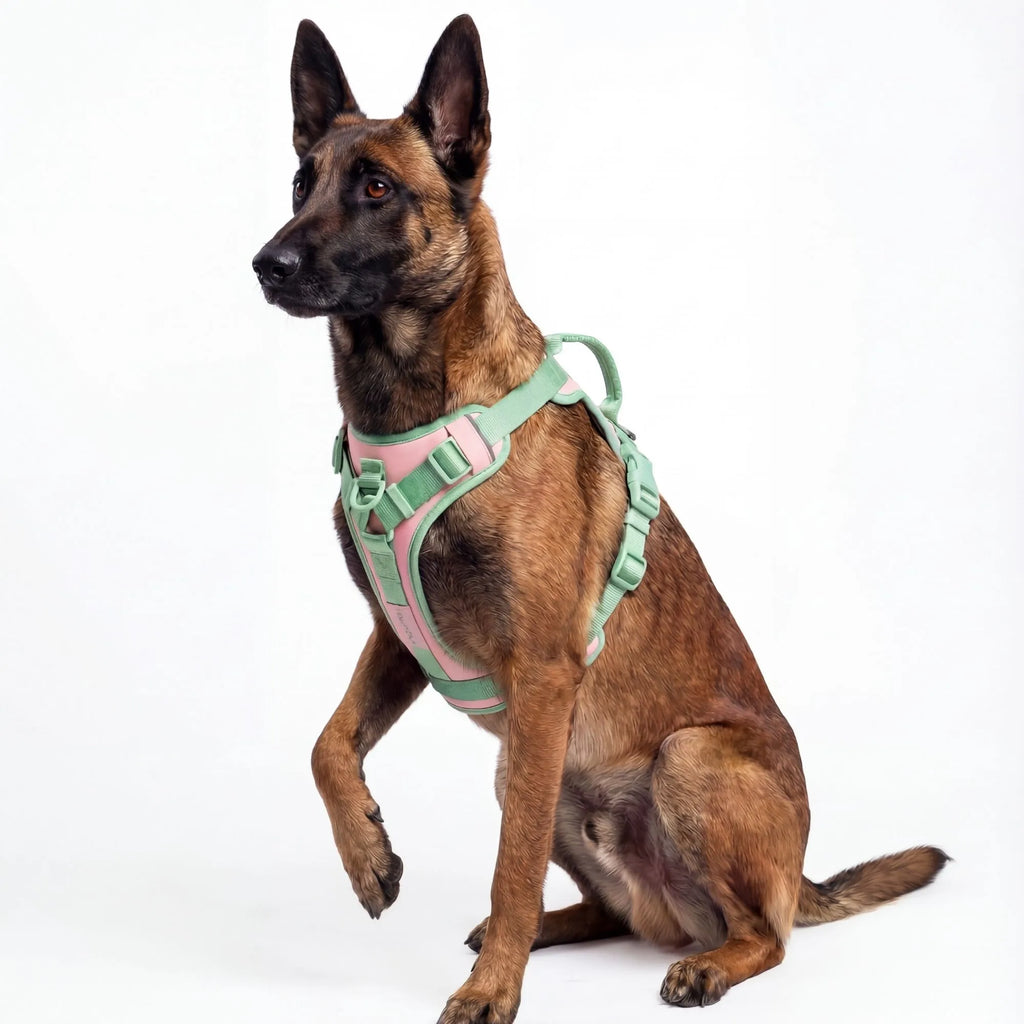 Harnais pour chien couleur vert amande pastel. Design moderne et rembourrage doux.