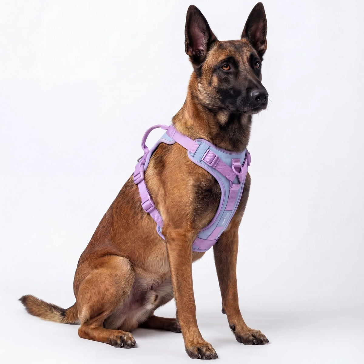 Harnais chien couleur violet lilas. Tissu respirant mesh pour l'été.