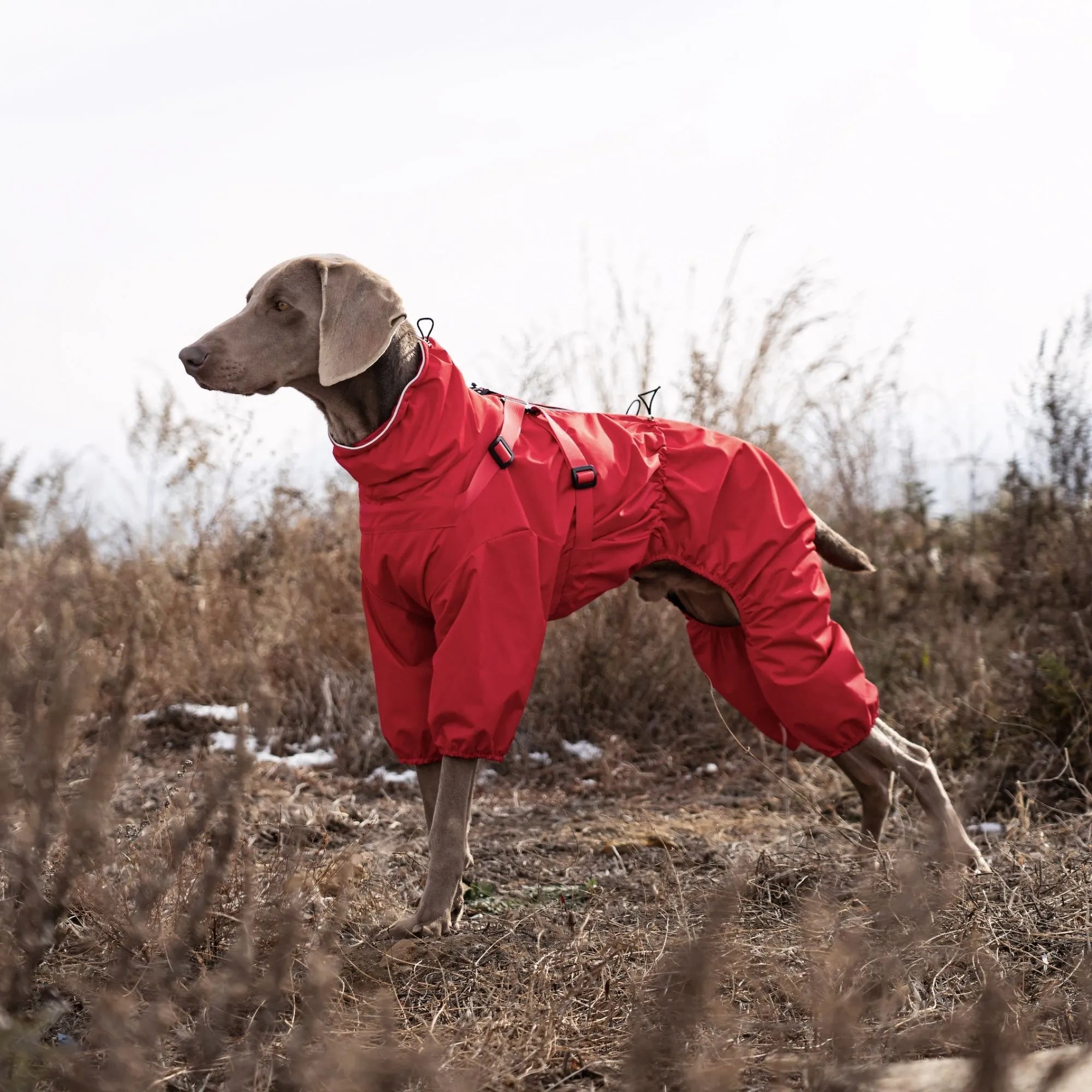Grand chien (type Braque) portant une combinaison de pluie rouge non rembourrée couvrant les quatre pattes pour une protection totale.