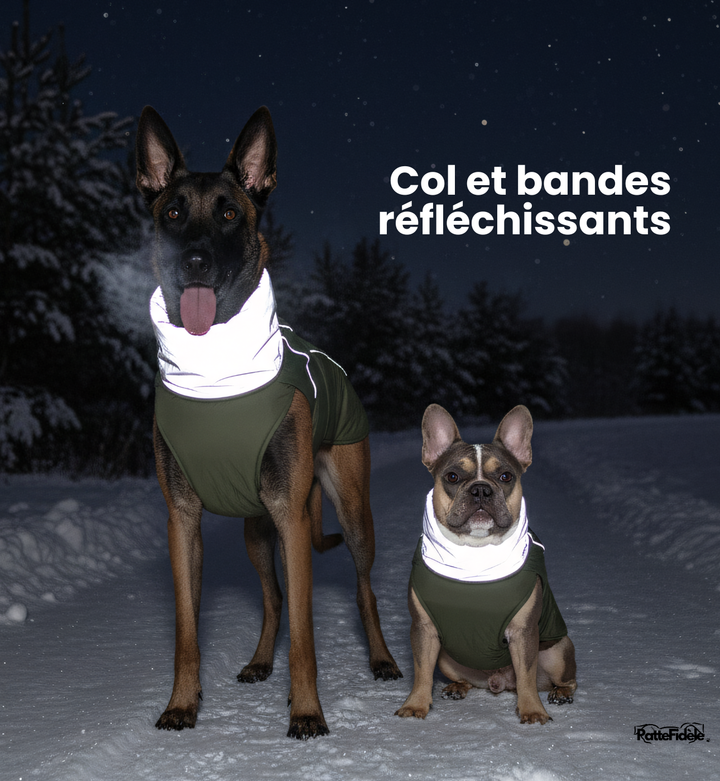 Manteau pour chien avec bandes réfléchissantes haute visibilité pour la sécurité la nuit. Porté par un Malinois et un Bouledogue Français.