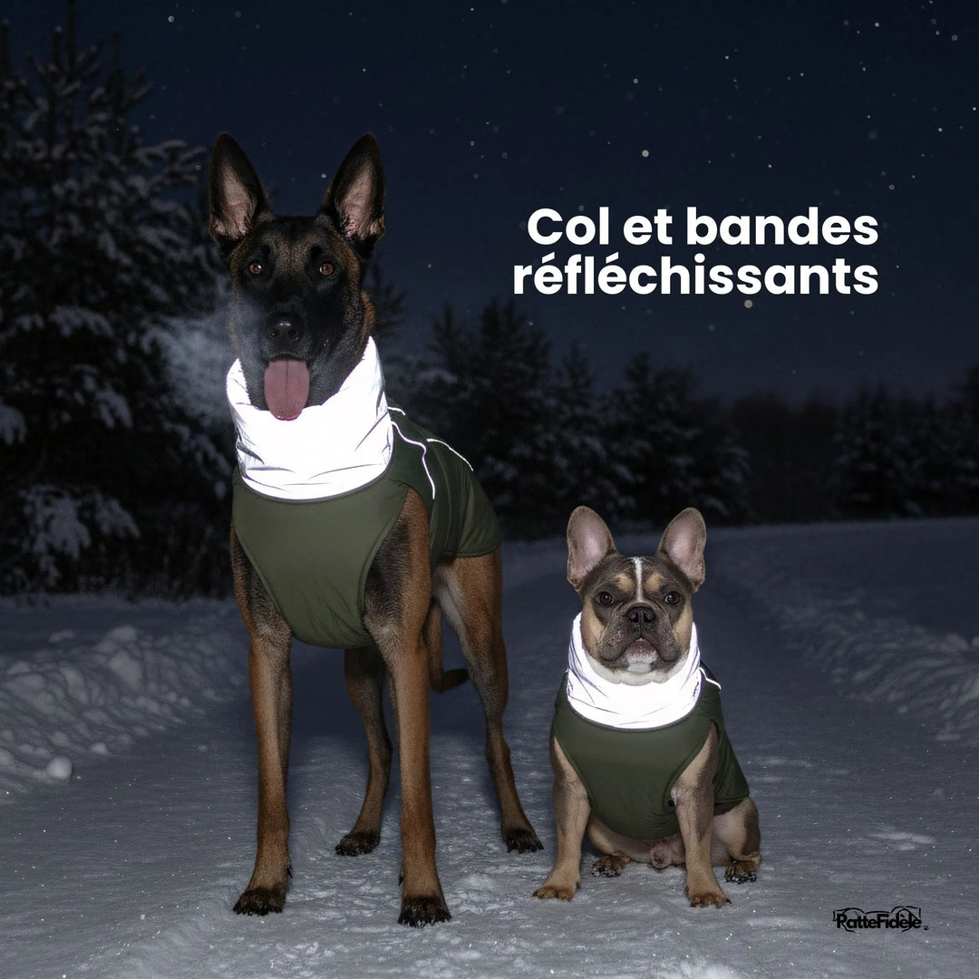 Manteau pour chien avec bandes réfléchissantes haute visibilité pour la sécurité la nuit. Porté par un Malinois et un Bouledogue Français.
