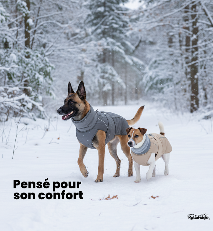 Malinois et Jack Russel dans la neige portant un manteau d'hiver pour chien gris et beige. Protection confort contre le froid et l'humidité.