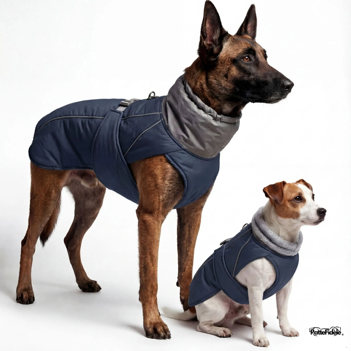 Veste de pluie pour chien couleur bleu marine. Tissu déperlant et coupe-vent porté par un Braque.