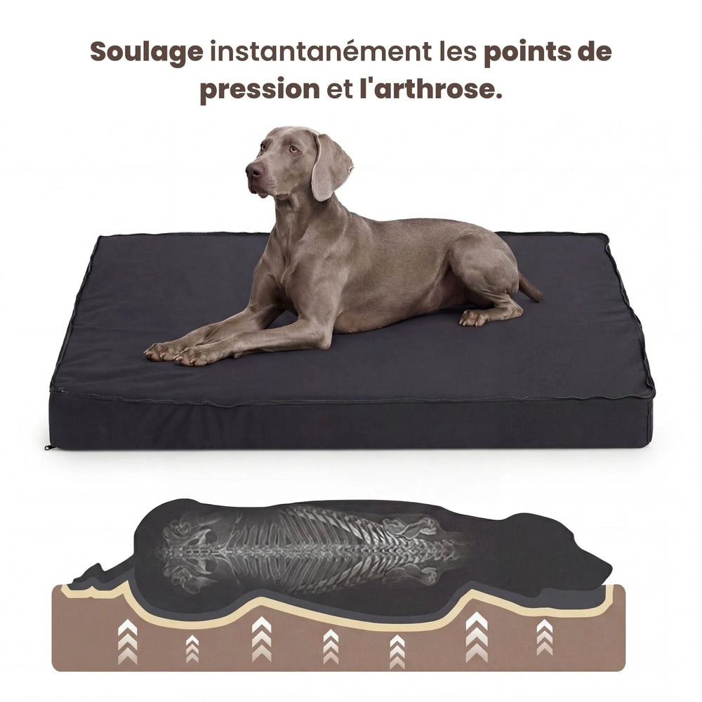 Chien de race Braque de Weimar sur un lit orthopédique illustrant le soutien optimal de la colonne vertébrale.