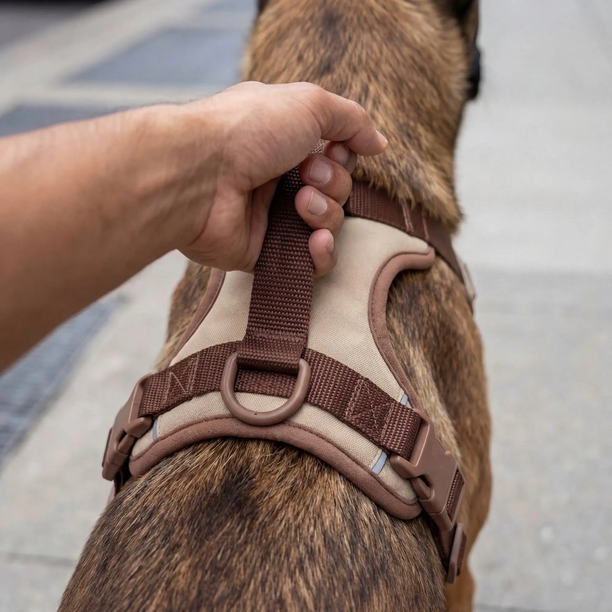 Gros plan sur la poignée de contrôle dorsale du harnais pour retenir le chien en cas d'urgence. Matériaux solides.