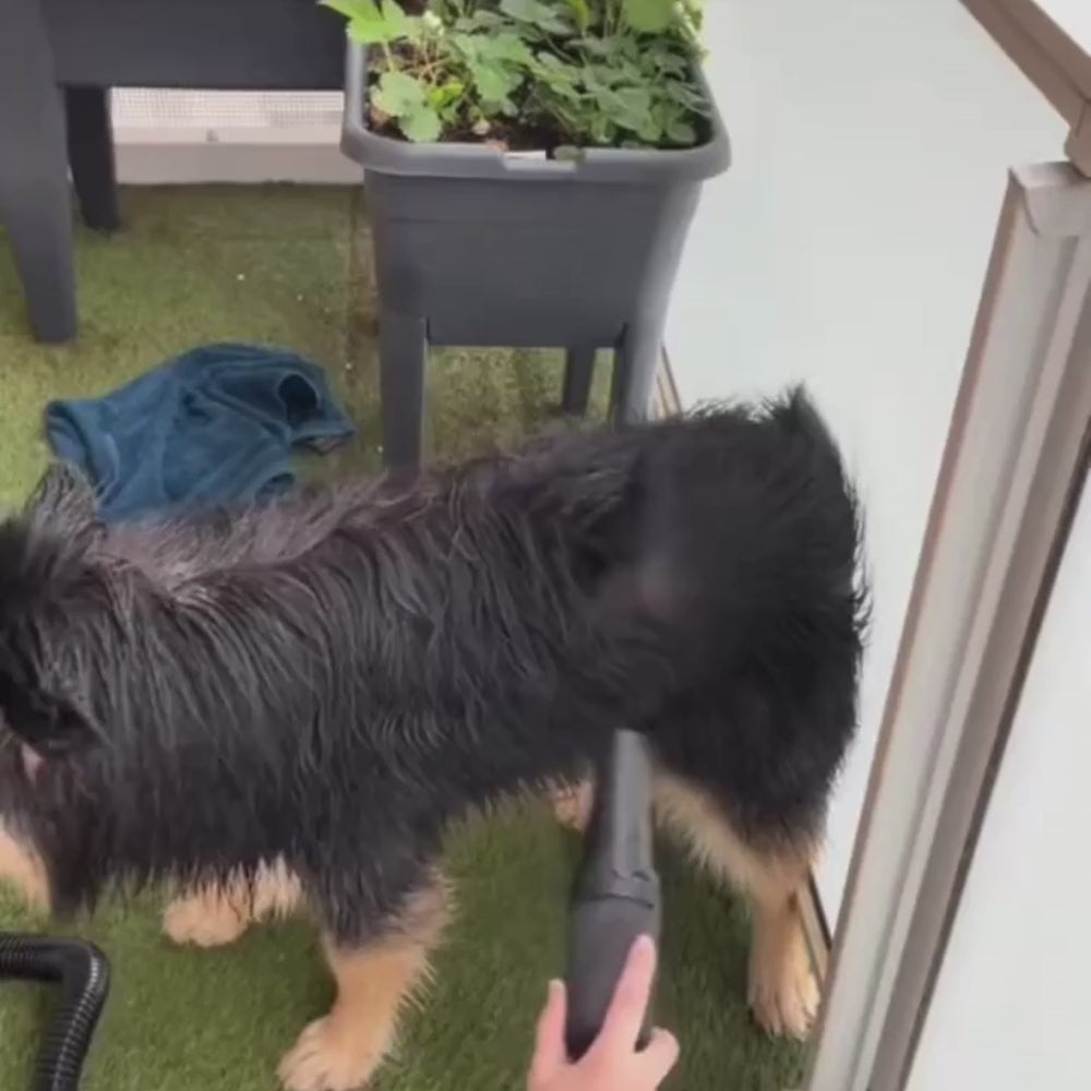 Vidéo de démonstration : Séchage complet et rapide d'un chien trempé. On voit l'efficacité du souffle qui expulse l'eau du sous-poil instantanément sans surchauffer.