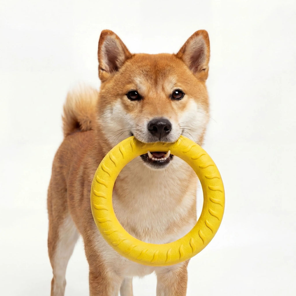 Petit chien Shiba Inu s'amusant avec son anneau de traction jaune vif.